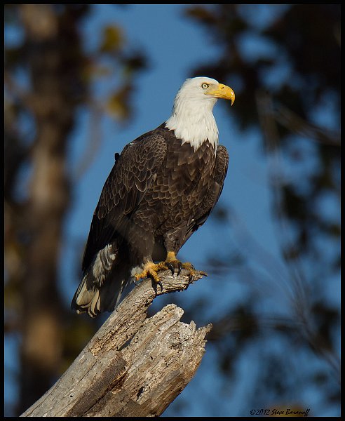 _2SB7028 bald eagle.jpg